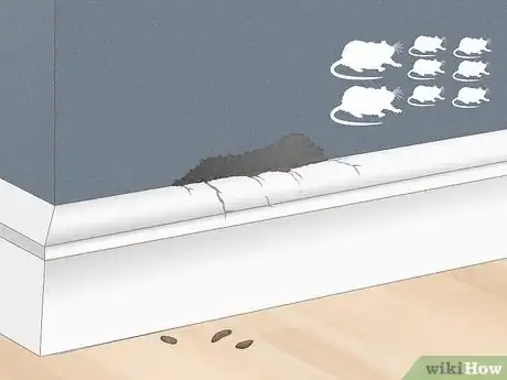 Image titled Tell How Many Rats Are in Your House Step 4