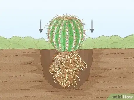 Image titled Grow Golden Barrel Cactus Step 12