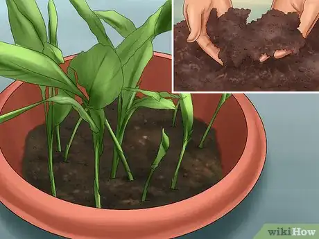 Image titled Grow Ginger Indoors Step 10