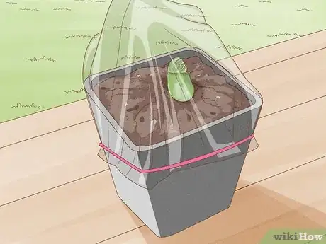 Image titled Propagate Pitcher Plants Step 26