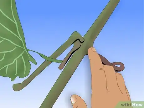 Image titled Graft Grape Vine Step 1