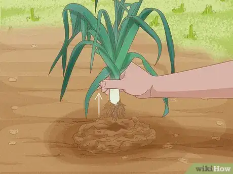 Image titled Harvest Leeks Step 6