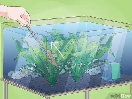 Image titled Plant an Amazon Sword Plant Step 8