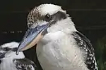 Laughing kookaburra