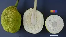The fruit of the breadfruit tree – whole, sliced lengthwise and in cross-section