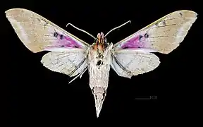 Adhemarius gannascus cubanus ventral view