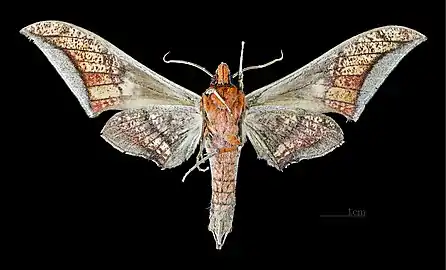 Ambulyx japonica japonica ventral view