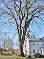 American elm, Old Deerfield, Massachusetts (2011). Girth was 19.3&nbsp;ft at 4.5&nbsp;ft above ground; height 106.8&nbsp; ft; avg. crown spread 105&nbsp;ft. This tree died in 2017.