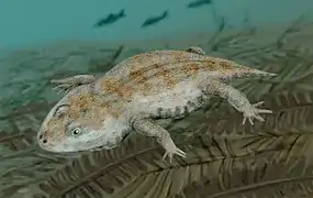 Amphibamus grandiceps, an amphibamid of the late Carboniferous of Illinois