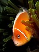 A.&nbsp;perideraion showing the distinctive narrow head bar and dorsal stripe