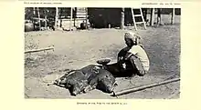 Image 15An Itneg shaman offering pigs to anito spirits, 1922 (from Culture of the Philippines)