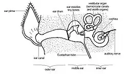 Image 20Schematic anatomy of the ear. In dogs, the ear canal has a "L" shape, with the vertical canal (first half) and the horizontal canal (deeper half, ending with the eardrum) (from Dog anatomy)