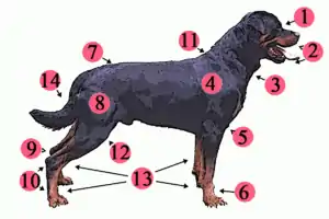 Image 48External anatomy (topography) of a typical dog:1. Head 2. Muzzle 3. Dewlap (throat, neck skin) 4. Shoulder 5. Elbow 6. Forefeet 7. Croup (rump) 8. Leg (thigh and hip) 9. Hock 10. Hind feet 11. Withers 12. Stifle 13. Paws 14. Tail (from Dog anatomy)