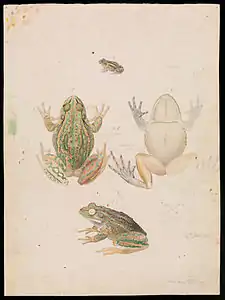 Litoria raniformis