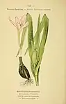 Botanical illustration of Colchicum autumnale