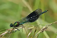 blue-green male