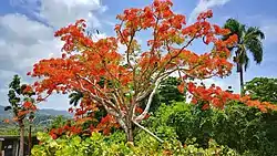 Flowered flamboyant in Barrio Pueblo
