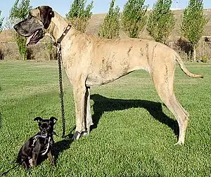 Image 6Chihuahua mix and purebred Great Dane  (from Dog breed)
