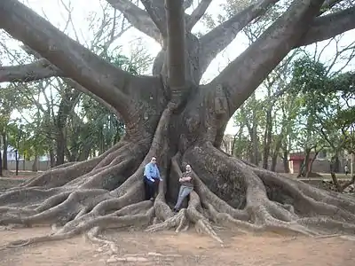 Image 10Buttress roots of the kapok tree (Ceiba pentandra) (from Tree)
