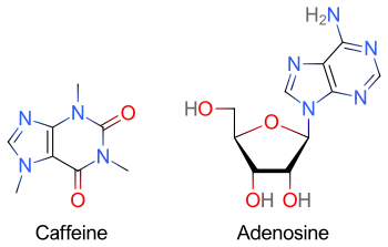 Two skeletal formulas: left – caffeine, right – adenosine.