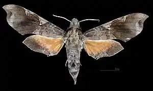 Callionima acuta ♀