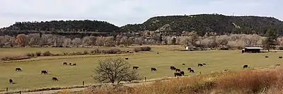 Cattle grazing near Bayfield, Colorado
