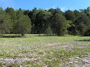 Photograph of a cedar glade, an ecosystem found in Middle Tennessee