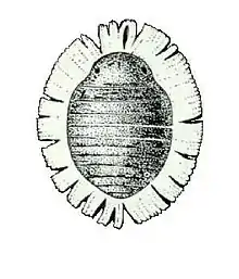 Cerataphis lataniae, commonly known as the palm aphid, is an aphid known to infest palm species as well as a variety of leafy plants. It is one the most common pests that causes damage to agriculture and human health