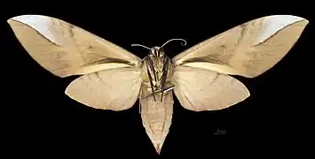 Clanis schwartzi Paratype MHNT Female Ventral