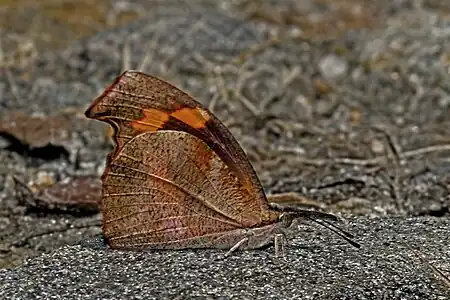 Ventral view