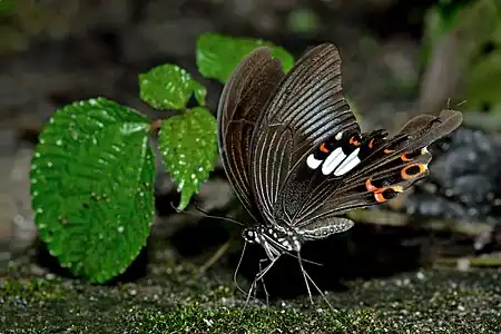 Ventral view
