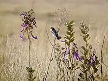 Cock-tailed tyrant, Canastra, Brazil