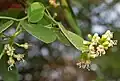 Cordia dichotoma flowers in Hyderabad, India.