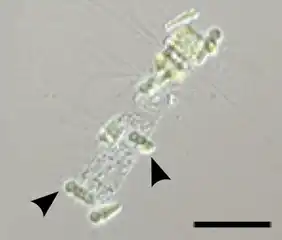 Epiphytic Calothrix cyanobacteria (arrows) in symbiosis with a Chaetoceros diatom. Scale bar 50 μm.