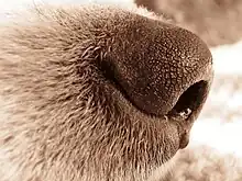 Image 7The highly sensitive nose of a dog. (from Dog anatomy)