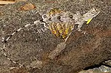 Timor flying dragon (Draco timoriensis) perched on a log
