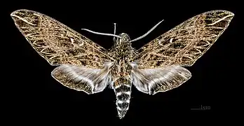 Euryglottis dognini female, dorsal