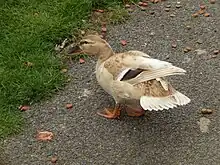 Leucistic female mallard(Anas platyrhynchos)