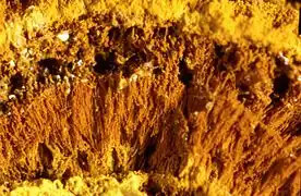 A large growth of Gallionella ferruginea bacteria.