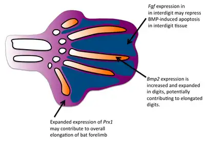 developing bat forelimb showing gene expression patterns