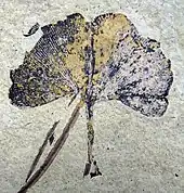 A 70&nbsp;mm-wide Ginkgo biloba leaf. Klondike Mountain Formation, Republic, Ferry County, Washington, USA, Eocene, Ypresian, 49 million years old