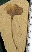 A 6.7&nbsp;cm tall Ginkgo biloba leaf, with insect herbivory. Klondike Mountain Formation, Republic, Ferry County, Washington, USA, Eocene, Ypresian, 49 million years old