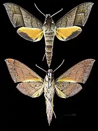 Gnathothlibus heliodes