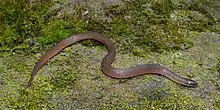 Rough Earthsnake (Haldea striatula), Harris County, Texas