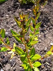  Flowers and leaves of Haloragis erecta