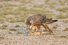 Laggar falcon with a just caught Indian spiny-tailed lizard (Saara hardwickii)