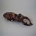 Coloured glazes palissy majolica beetle wall ornament c.1890 3.1 inches.