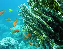 Fire coral, millepora spp is a hydrozoan which has stinging nematocysts on its surface. The chief danger of fire coral is to snorkellers or divers brushing against it.