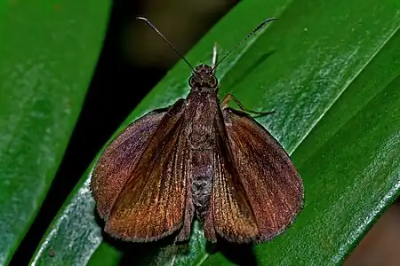 Dorsal view