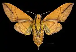 Oryba kadeni  ♀ △